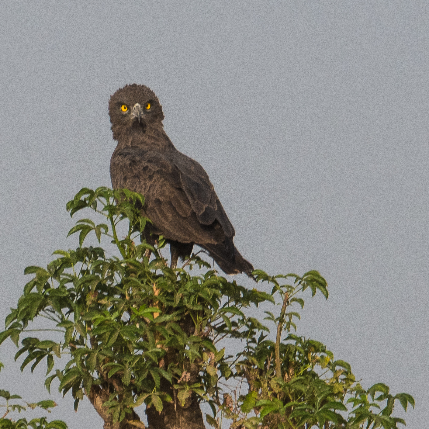 Circaète brun adulte (Brown snake-eagle, Circaetus cinereus),  Brousse de Somone, Sénégal.